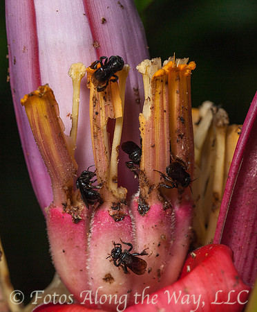 Bees on Banana Plant (Costa Rica)