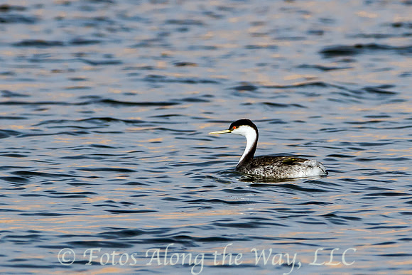 Western Grebe (Arizona)