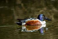 Ducks & Geese
