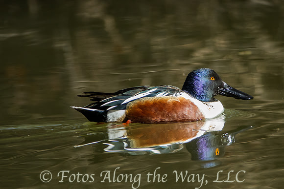 Northern Shoveler - male (Arizona)