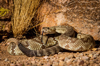Snakes