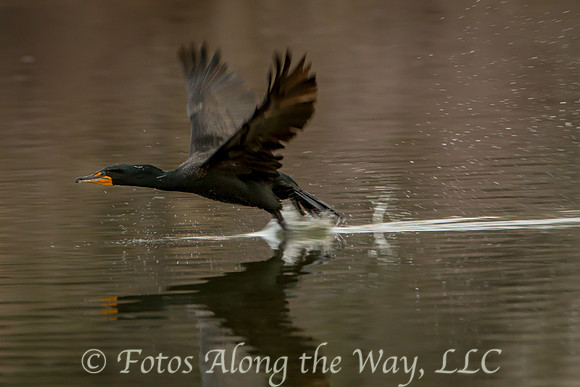 Double-crested Cormorant Take-off (Arizona)