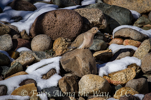 Mourning Dove (Arizona)