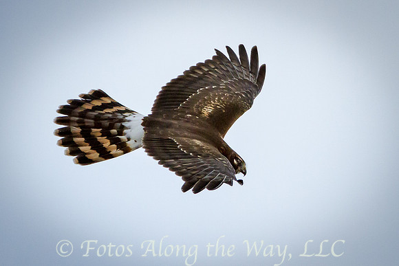Northern Harrier - female (Arizona)