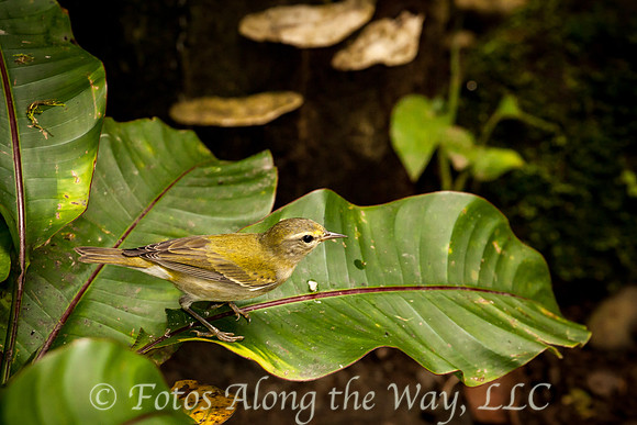Tennessee Warbler (Costa Rica)