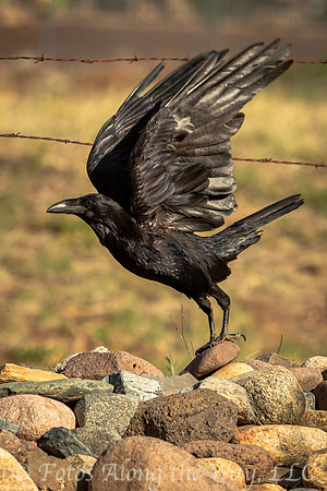 Raven Taking Off (Arizona)