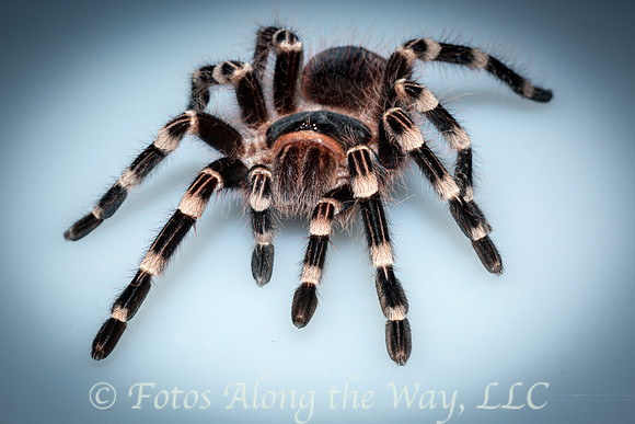 White-kneed Tarantula (Captive, Arizona)
