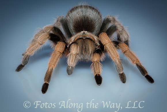 Arizona Blond Tarantula (Captive, Arizona)