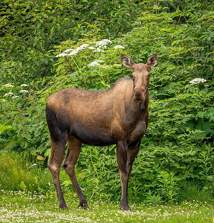 Moose Mom (Alaska)