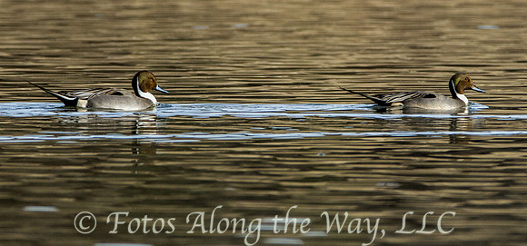 Pintails (Arizona)