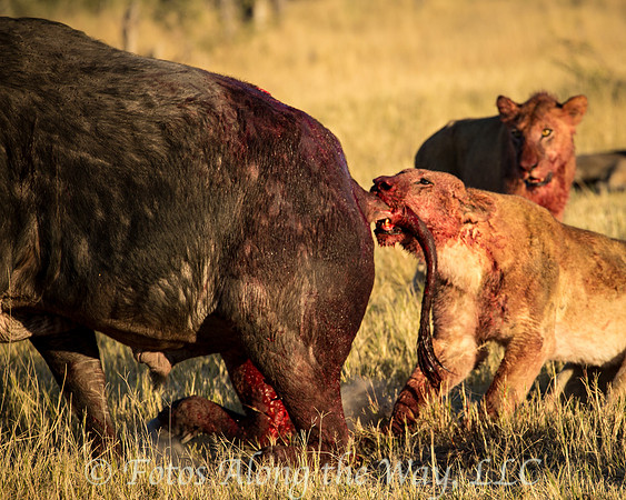 Photo by Michael K. McDermott