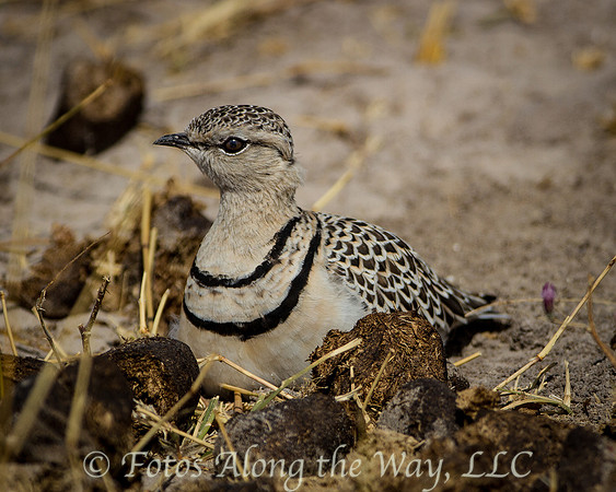 Double-banded Courser (Botswana)