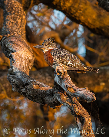 Giant Kingfisher (Botswana)
