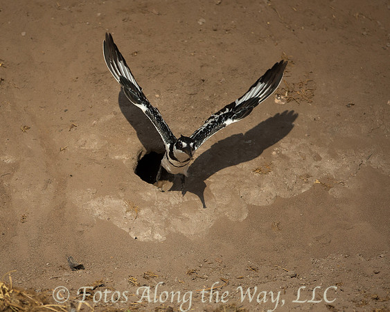 Pied Kingfisher Exiting Den (Botswana)