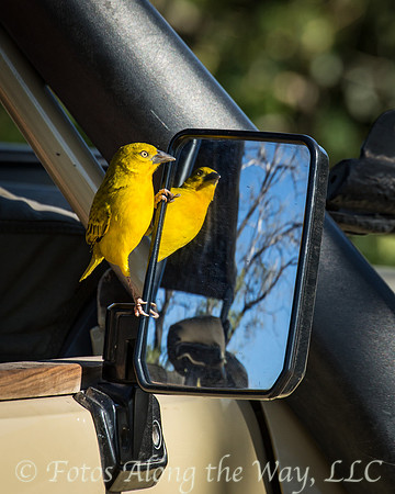 Golden Weaver (Botswana)