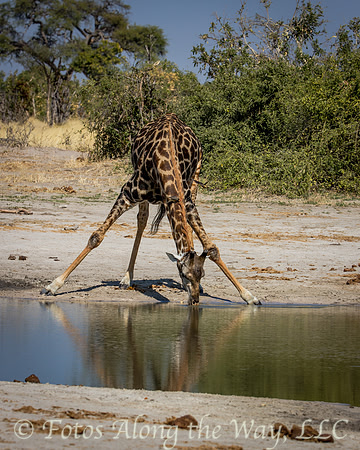 Southern Giraffe Drinking (Botswana)