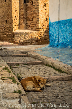Kasbah Dog Resting (Morocco)