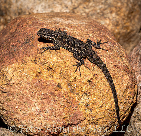 Clark's Spiny Lizard (Arizona)