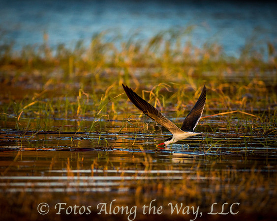 African Skimmer (Botswana)