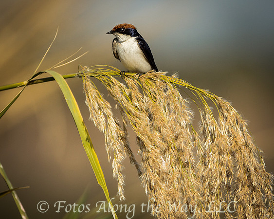 Wire-tailed Swallow (Botswana)