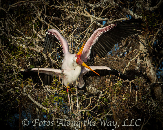 Yellow-billed Stork Couple Mating (Botswana)