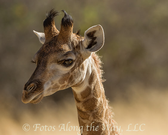 Southern Giraffe Portrait (Botswana)