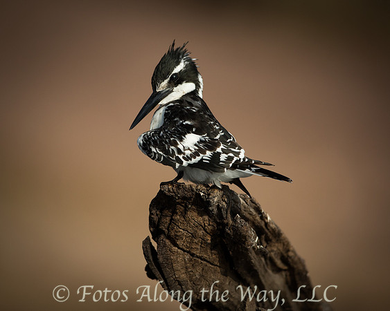 Pied Kingfisher (Botswana)