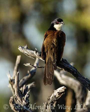 Copper-backed Coucal (Botswana)