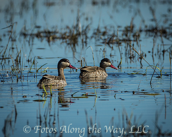 Red-billed Teal (Botswana)