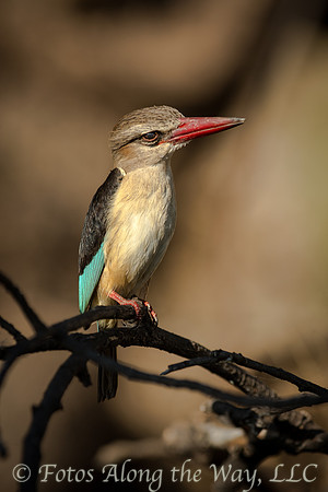 Brown-hooded Kingfisher (Botswana)