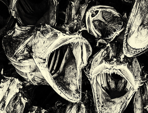 Monkfish Skeletons (Norway)