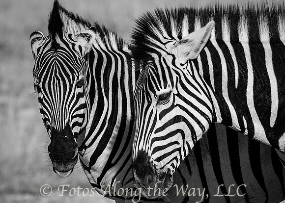 Zebra Pair  (Botswana)