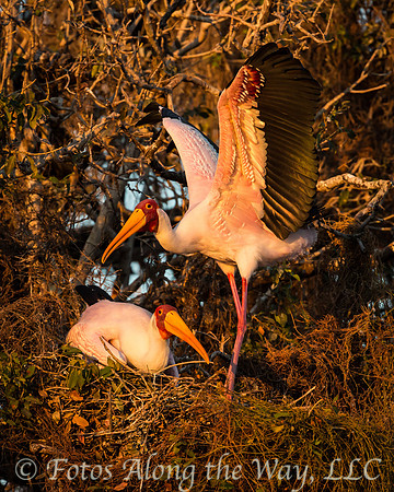 Yellow-billed Stork Couple (Botswana)