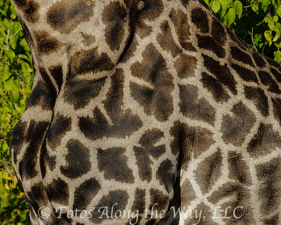 Southern Giraffe Hide (Botswana)
