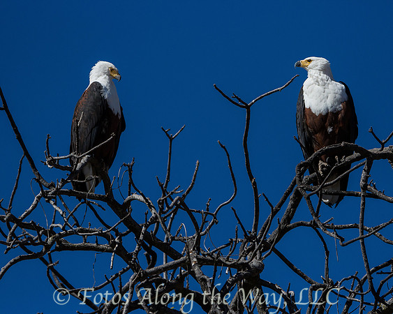 African Fish Eagles (Botswana)