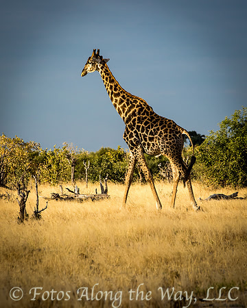 Giraffe Strolling (Botswana)