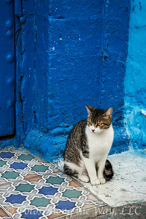 Kasbah Cat in Doorway (Morocco)