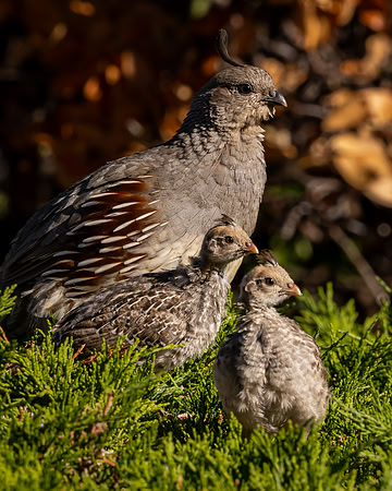 Gambel's Quail with Two Chicks (Arizona)