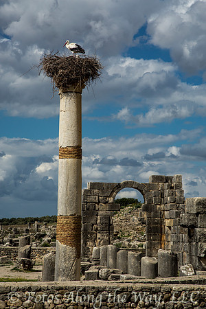 Stork at Volubilis Ruins (Morocco)