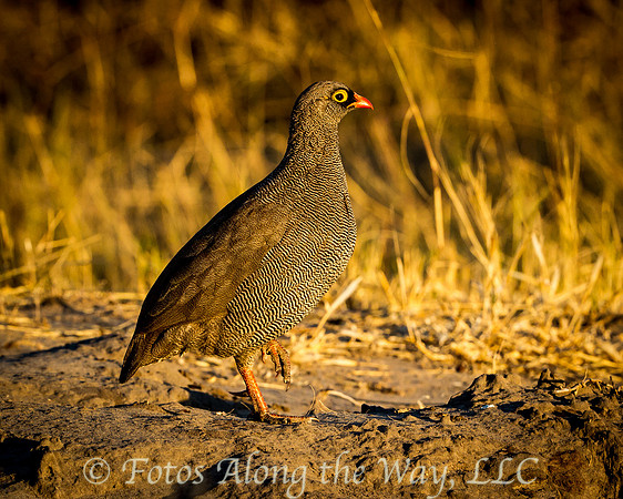 Red-billed Spurfowl (Botswana)