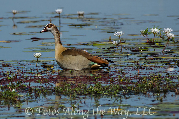 Egyptian Goose (Botswana)