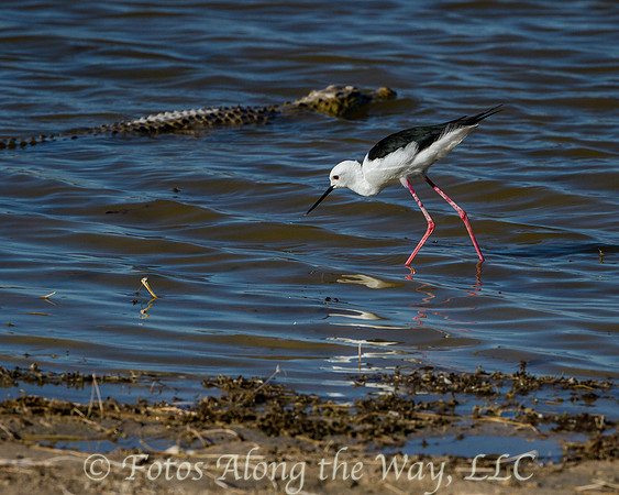 Black Winged Stilt with Crocodile (Botswana)