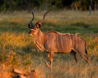 Large Mammals