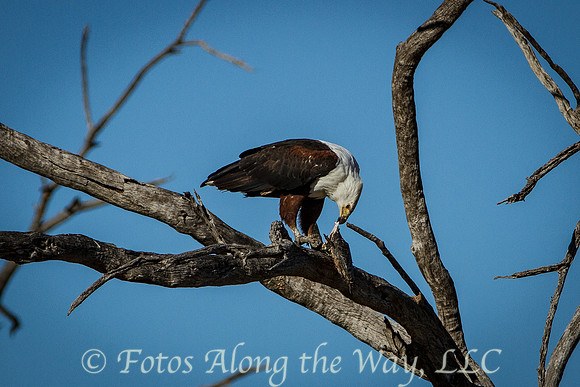 African Fish Eagle with Fish (Botswana)
