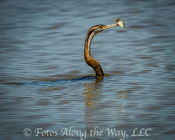 African Darter with Fish Catch (Botswana)