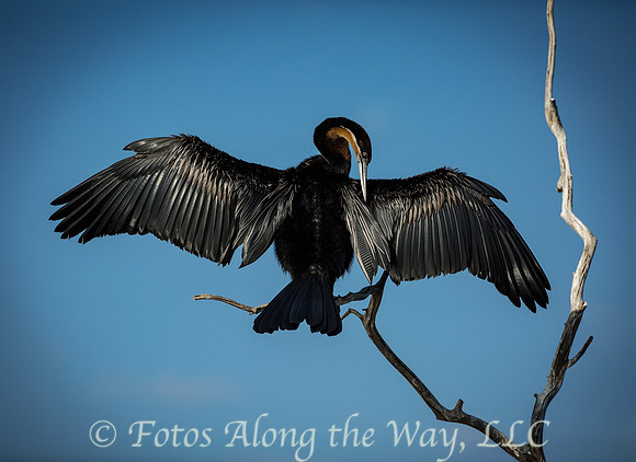 African Darter Preening (Botswana)