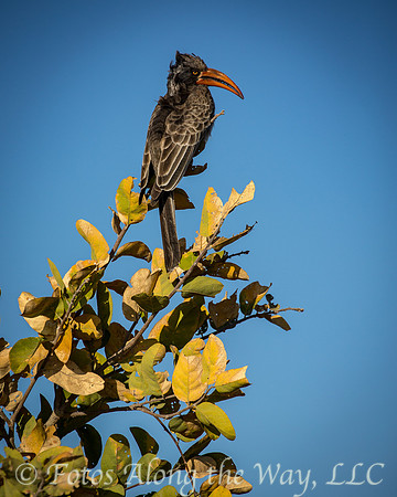 Bradfield's Hornbill (Botswana)