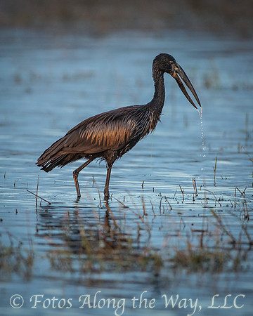 African Openbill Stork (Botswana)
