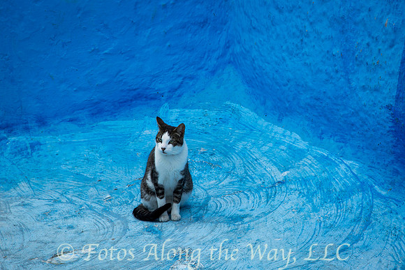 Kasbah Cat in the Corner (Morocco)