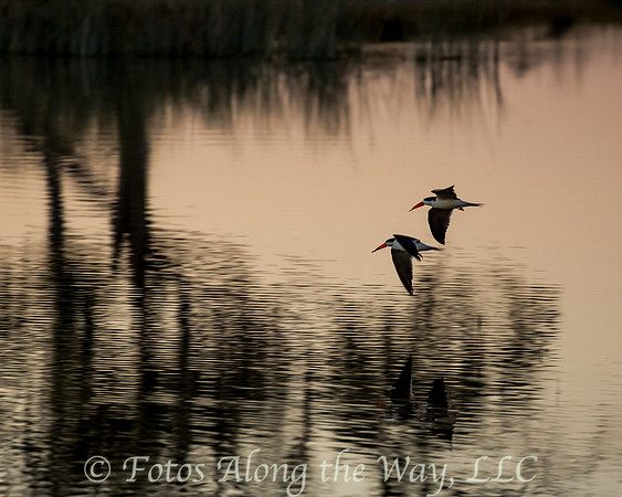 African Skimmers over Water (Botswana)